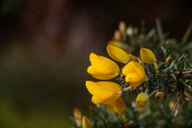 Yellow flowers of gorse blooming on the right side on a blurred background clipart