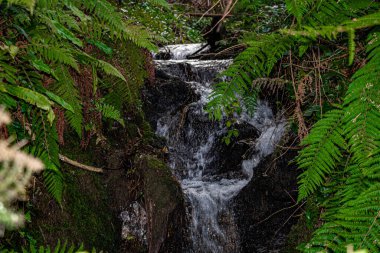 İrlanda 'nın derinliklerinde yatay bir çerçevede küçük bir şelale.