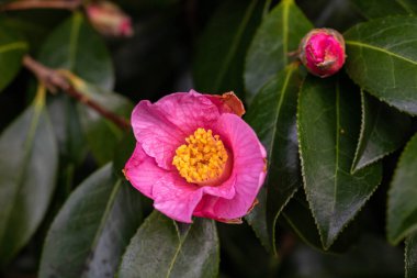 Yeşil arka planda sarı merkezli pembe kamelya çiçekleri