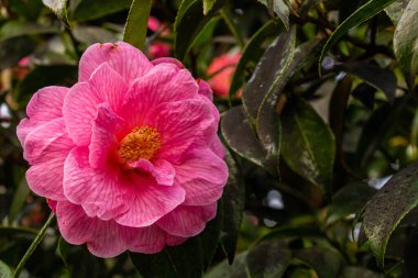 Sol tarafında sarı merkezli pembe kamelya çiçekleri...