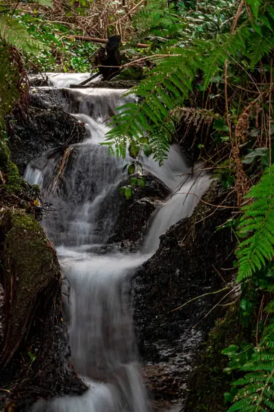 Yeşil eğreltiotu yapraklarıyla çevrili bir yamaçta hızla akan şelale yatay olarak çekiliyor.