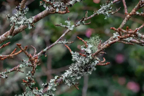 Soğuk mevsimde yapraksız bir ağaç dalında yetişen mavi-gri liken.