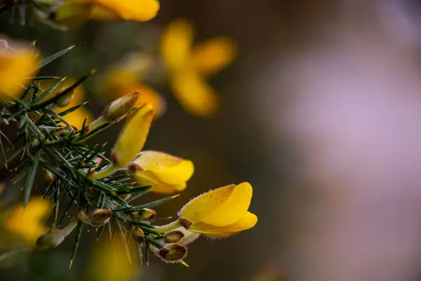 Yakın arkaplanda bulanık arkaplanlı sarı buğday çiçekleri