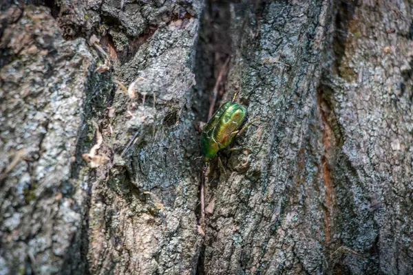 Yeşil saksocu ormanda ağaç kabuğunda yakın planda duruyor.