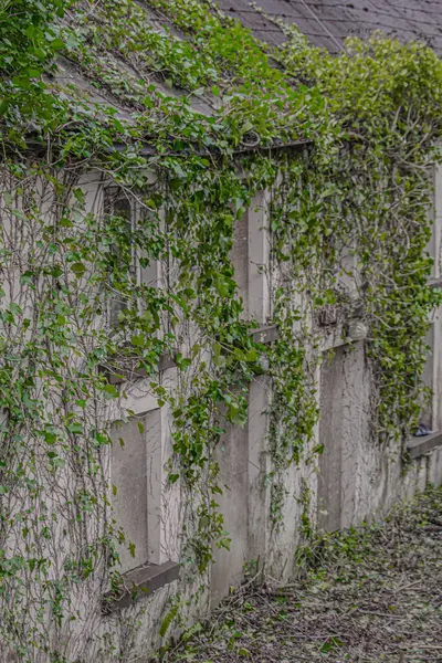 Köyde sarmaşıkla kaplı terk edilmiş bir evin dikey görüntüsü.