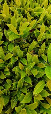 Yağmurdan sonraki yeşil yaprakların üst görüntüsü