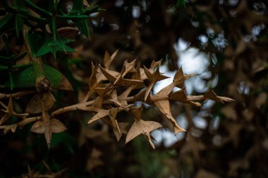 Kurumuş dallı bir Colletia paradoksu.