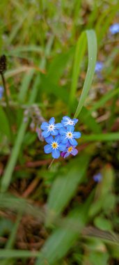 Myosotis akreplerinin enfloresansı ya da yeşil otların arka planında beş çiçekli unutma beni.