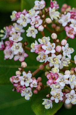 Viburnum laurelifolia 'nın eflatun kabartmaları, yeşilliğin arka planına karşı dikey yakın bir çerçevede