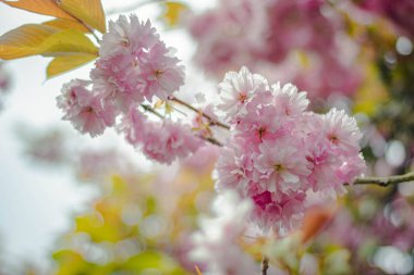 Güneşli bir günde arka planda pembe sakura çiçekleri olan bir dal.