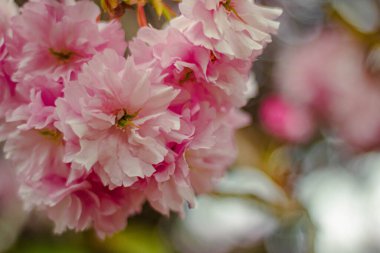 Sol üst çerçevedeki ağaçta, arka planda bulanık pembe kiraz çiçekleri var. Doğal sakura çiçeği arkaplanı