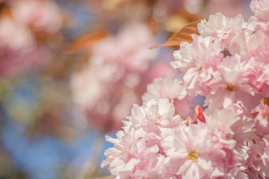 Ön planda pembe kiraz çiçekleri açıyor.