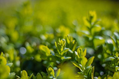 Genç boxwood filizleniyor, küçük yapraklı bir çit, yakın plan.