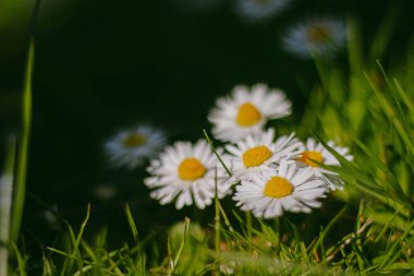 Çayırdaki beyaz papatyalar ve karanlık bir arka plan.