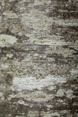 Yakın planda liken ile kabuk dokusu