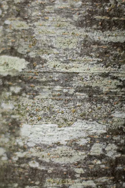 Yakın planda liken ile kabuk dokusu