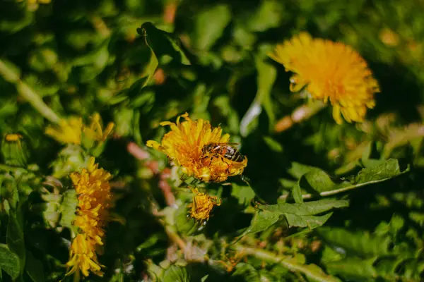 Sarı bir karahindibanın üzerinde oturan bir arı.