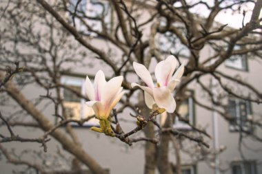 İki pembe Magnolia çiçeği bulanık bir arkaplanda