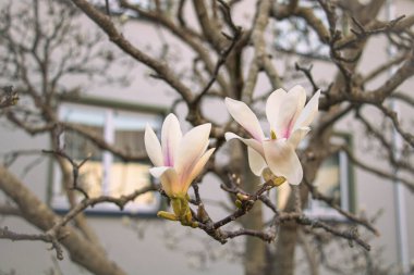 Bahçede iki güzel manolya çiçeği ve arka planda bir ev.