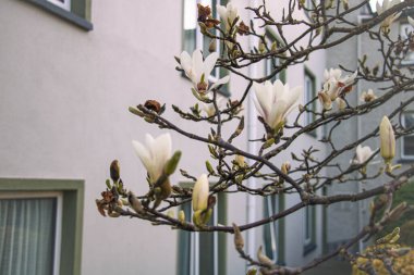 Bir evin yakınındaki beyaz bir manolya ağacına, bir sürü pencereye bulaşmış.