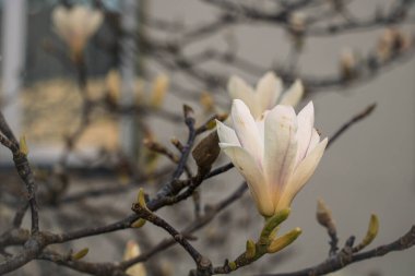 Arkaplanda güzel beyaz manolya silindirik çiçekleri