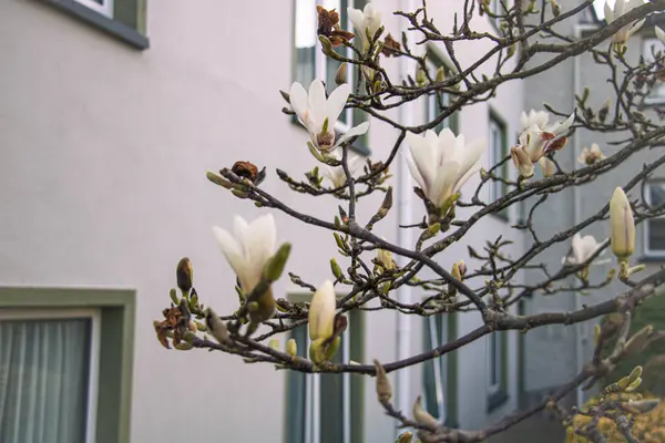 Bir evin yakınındaki beyaz bir manolya ağacına, bir sürü pencereye bulaşmış.