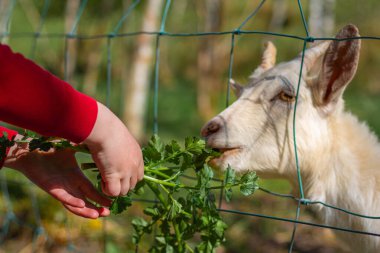 Bir çocuk bir keçiyi besliyor ve çerçevede çocuğun elleri keçiye çimen uzatıyor.