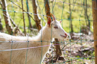 Beyaz bir çocuk metal tel örgülerin arasından dışarı bakıyor.