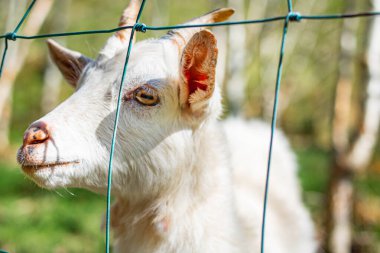 Beyaz bir keçinin yüzü, demir parmaklıkların arkasında, yakın planda bir ağın arkasında.