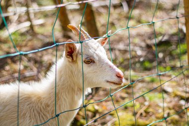 Metal bir ağın parmaklıklarının arasından beyaz bir keçi çıkar.