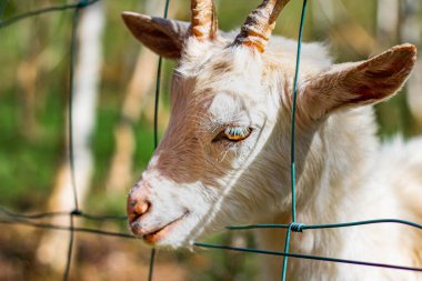 Beyaz keçi çocuk alçakgönüllülükle gözlerini indirdi, başını ızgaranın parmaklıklarının arasına soktu.