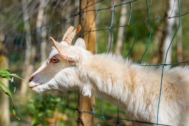 Keçinin kafası parmaklıklardan çimenlere doğru uzanıyor.