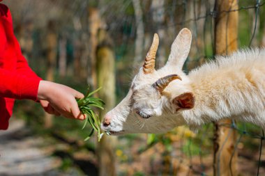 Kırmızı kazaklı bir çocuk beyaz bir keçiyi besler.