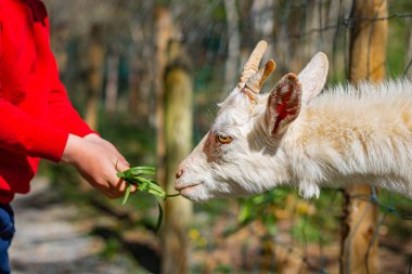 Keçi, çocukların ellerindeki otları memnuniyetle kabul etti.