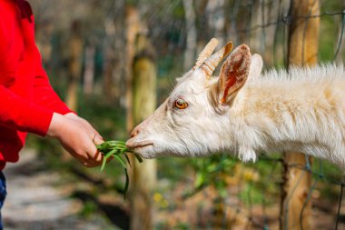 Kırmızı kazaklı bir çocuk beyaz bir keçiyi besler.