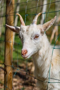 Boynuzlu genç bir keçi çitin arkasından dışarı bakıyor.