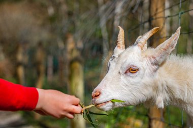 Yang beyaz keçisi çocukların elindeki otları memnuniyetle kabul etti.