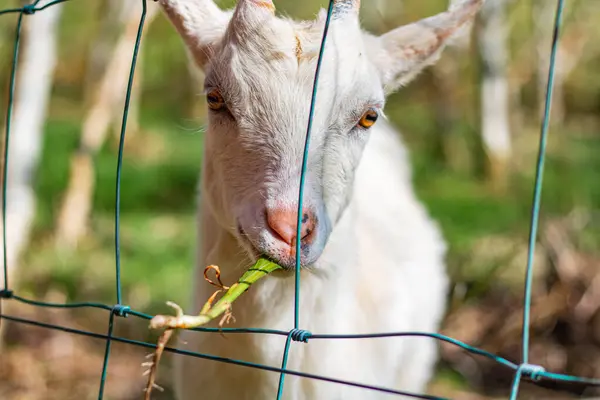 Beyaz bir keçi, yakın plan çekimde metal bir meshin 'in parmaklıklarının arkasında ot çiğniyor.