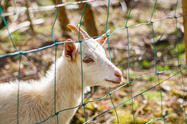 Metal bir ağın parmaklıklarının arasından beyaz bir keçi çıkar.