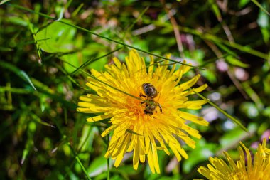 Sarı bir karahindiba üzerinde oturan polenle kaplı İrlanda arısı.