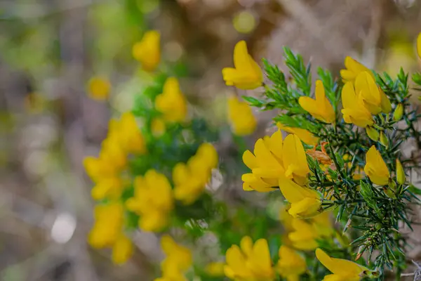 Yakındaki dallara odaklanmış sarı çalı çalısı.