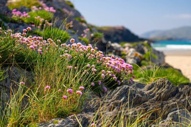 Armeria pungens, yaygın adı dikenli thrift, İrlanda 'da popüler plaj bitkisi, mor top şeklinde çiçekler