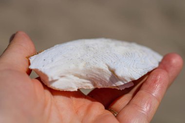 İrlanda sahillerinde bulunan kurumuş mürekkep balığı kemiğinin bir parçası.