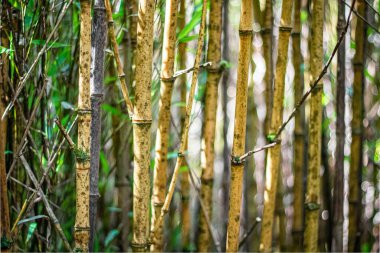 Eski bambu ormanları, bambu sapları, doğal bambu orman manzarası ile kaplıdır.