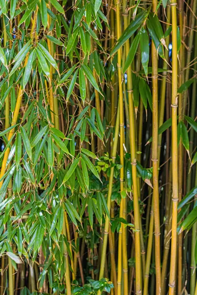 Bambu parkında yaprakları olan ince bambu sapları.