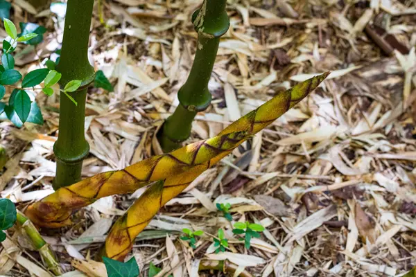Bambu parkında yetişen genç bambu filizleri