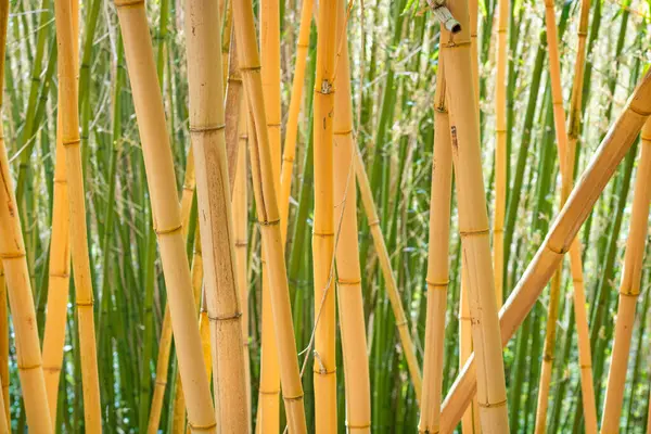 Güneşli bir günde bambu ormanı, yeşil filizlere karşı parlak sarı kökler.