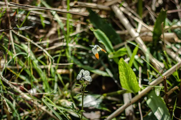 İki Anthocharis kakulü (turuncu uçlu) kelebek havada aşk dansı yapar, bir kelebek baş aşağı olur