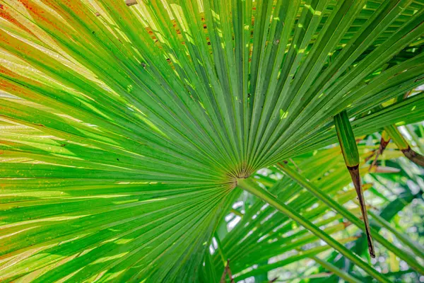 Bir palmiye yaprağının alt görünümü