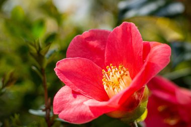 Güneş ışınlarında kızıl kamelyanın parlak cilvesi.